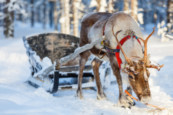 The Very Real Reindeer and How They Became Associated With Christmas