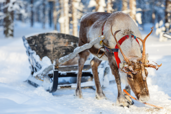 reindeer