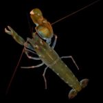 Snapping-Shrimp-Pistol-shrimp-340x283