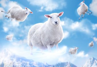 flying-sheep