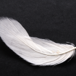 White-feather-340x271