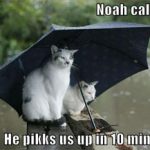 funny-pictures-cats-umbrella-rain-f2