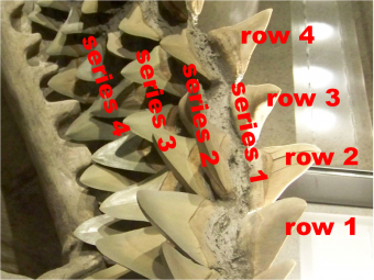 Can Sharks Really Grow an Unlimited Number of Teeth?