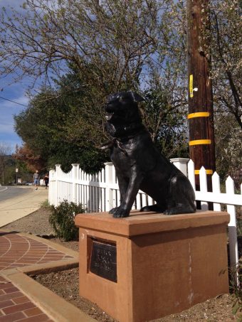 Bosco_the_Dog_Mayor_of_Sunol