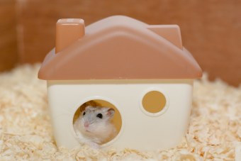 hamster house