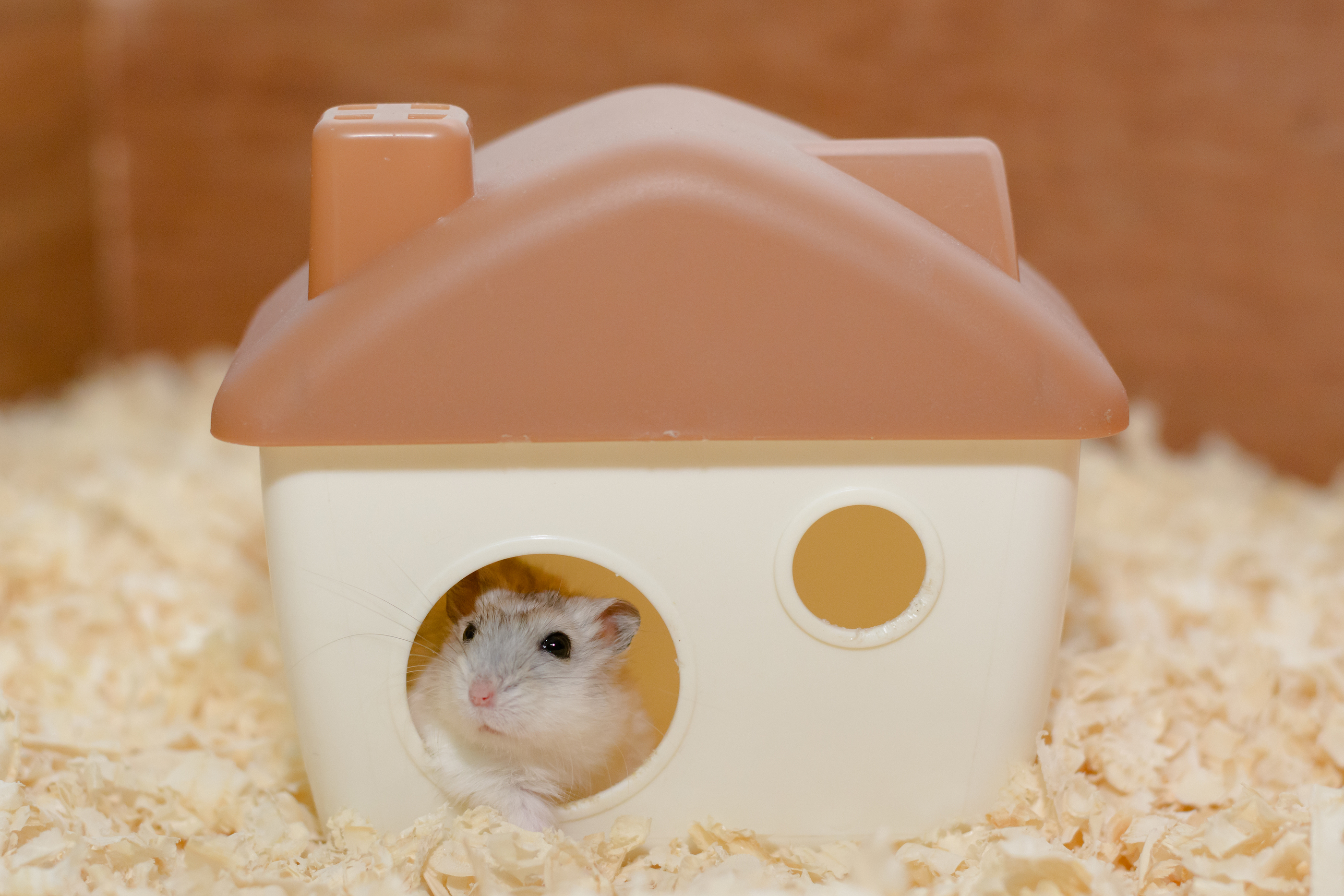 home hamster