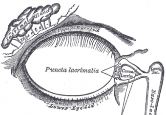 lacrimal-gland