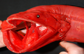 red-whalefish