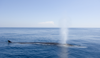 sperm whale