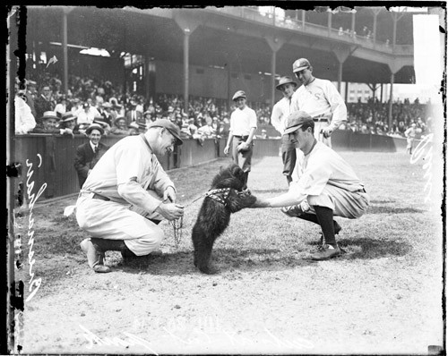 Why the Chicago Cubs are Named After a Baby Bear and The Long, Weird  History of Their Mascot