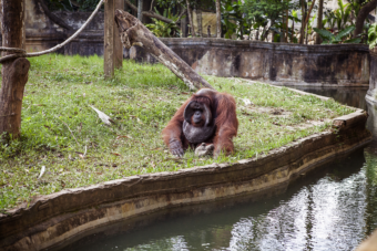 Bornean orangutan