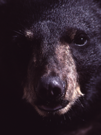 black bear