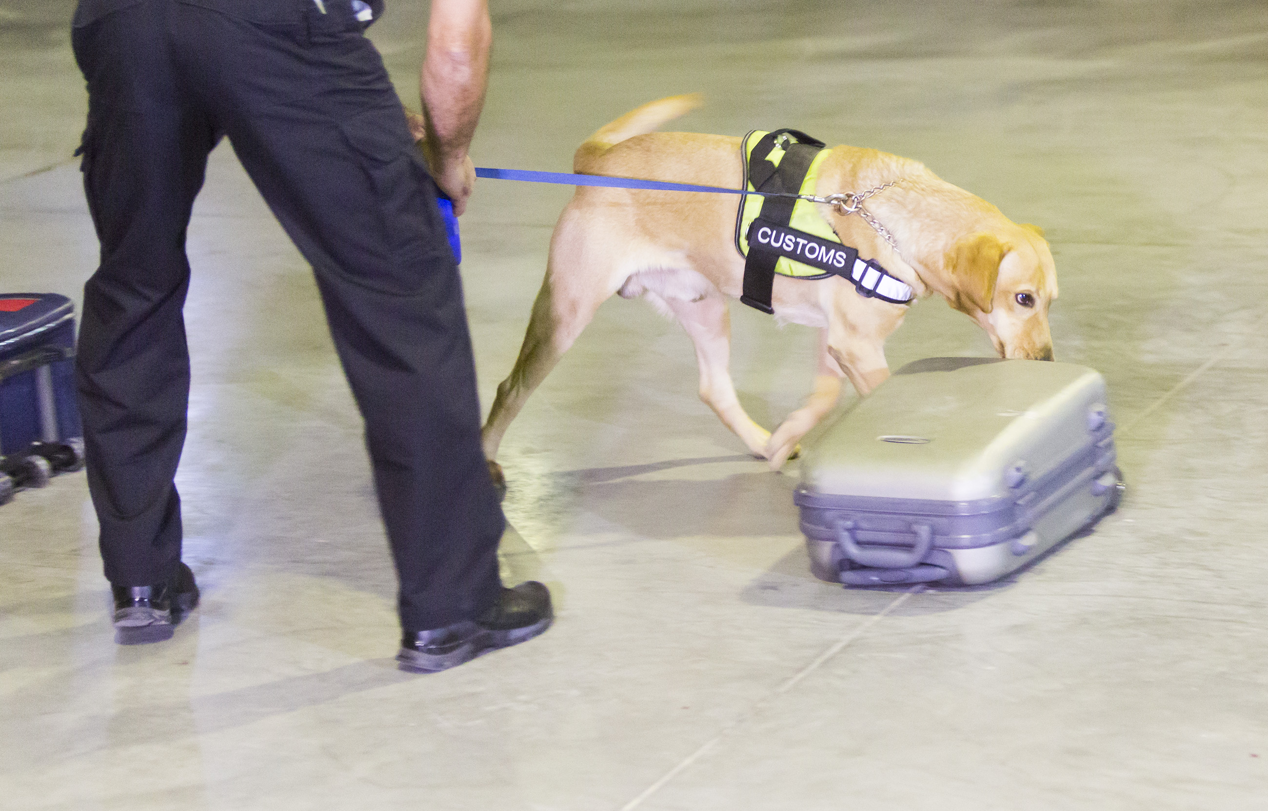 why are dogs used to detect bombs