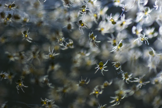 Millions of Spiders Rain Down on Australia—Why?