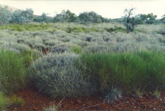 night-parrot-homeland