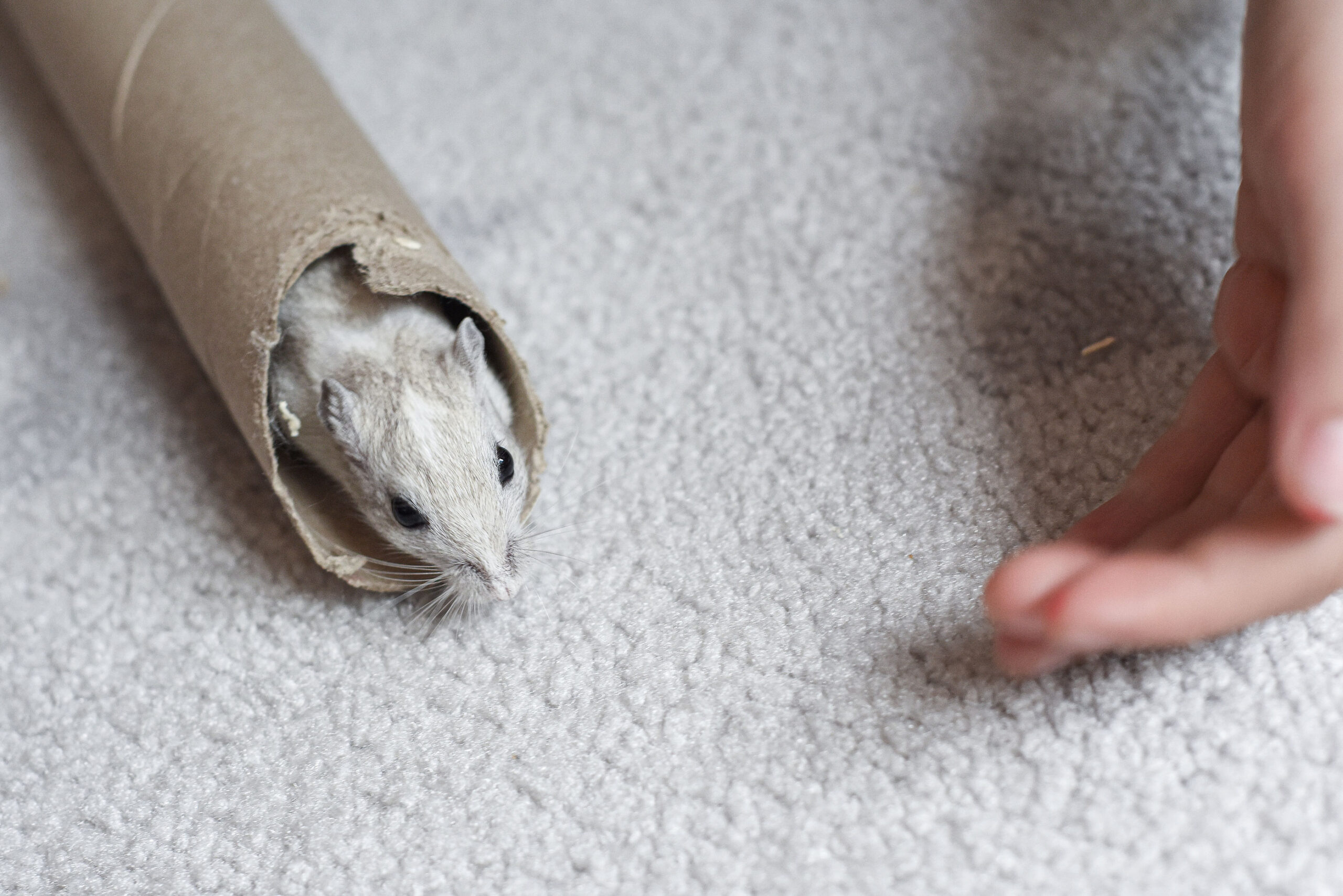 UK Man Claims He Found A Live Mouse In His Soup: ''Tail Was The First  Thing