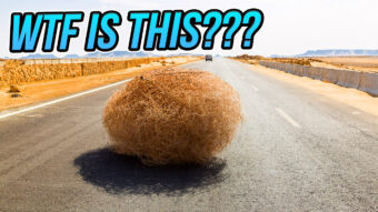A giant tumbleweed rolled down a California highway : NPR