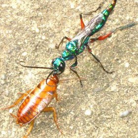 Jewel Wasp