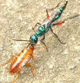 wasp cockroach jewel parasitic emerald zombie brain venom control wasps todayifoundout its apocalypse could into injects found today inside cause