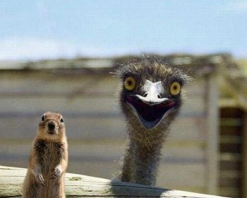 Happy Ostrich is Happy