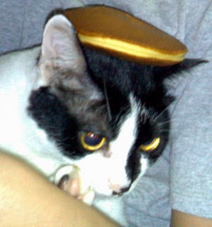 A Group of Cats is Called a 'Clowder'