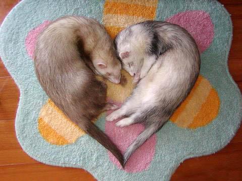 Female Ferrets Will Die If They Don't Mate