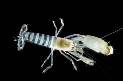 A Shrimp Is One Of The Loudest Animals On The Planet