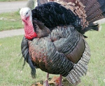 Turkey Strut