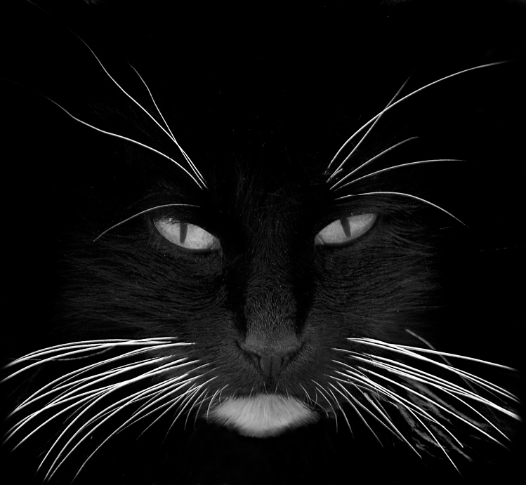 black_cat_white_whiskers.jpg