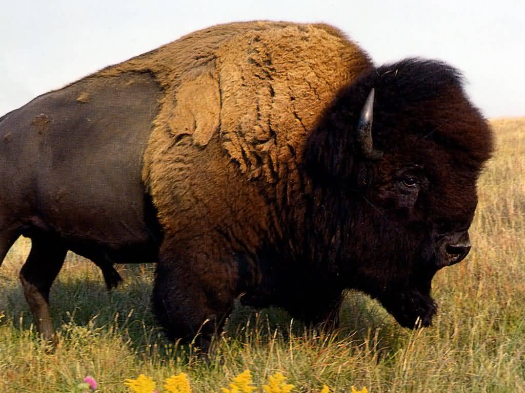 Do buffalo still live in America?