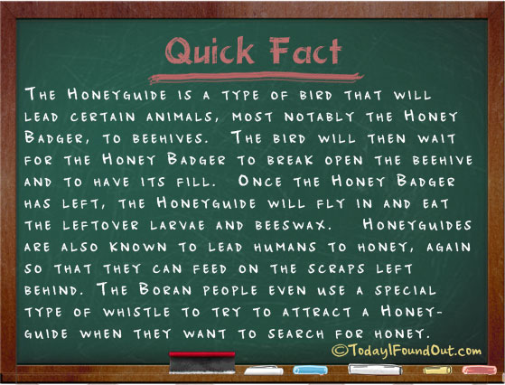 honey-badger-facts.jpg