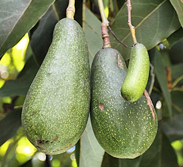 Avocado In Spanish MeaningKosh