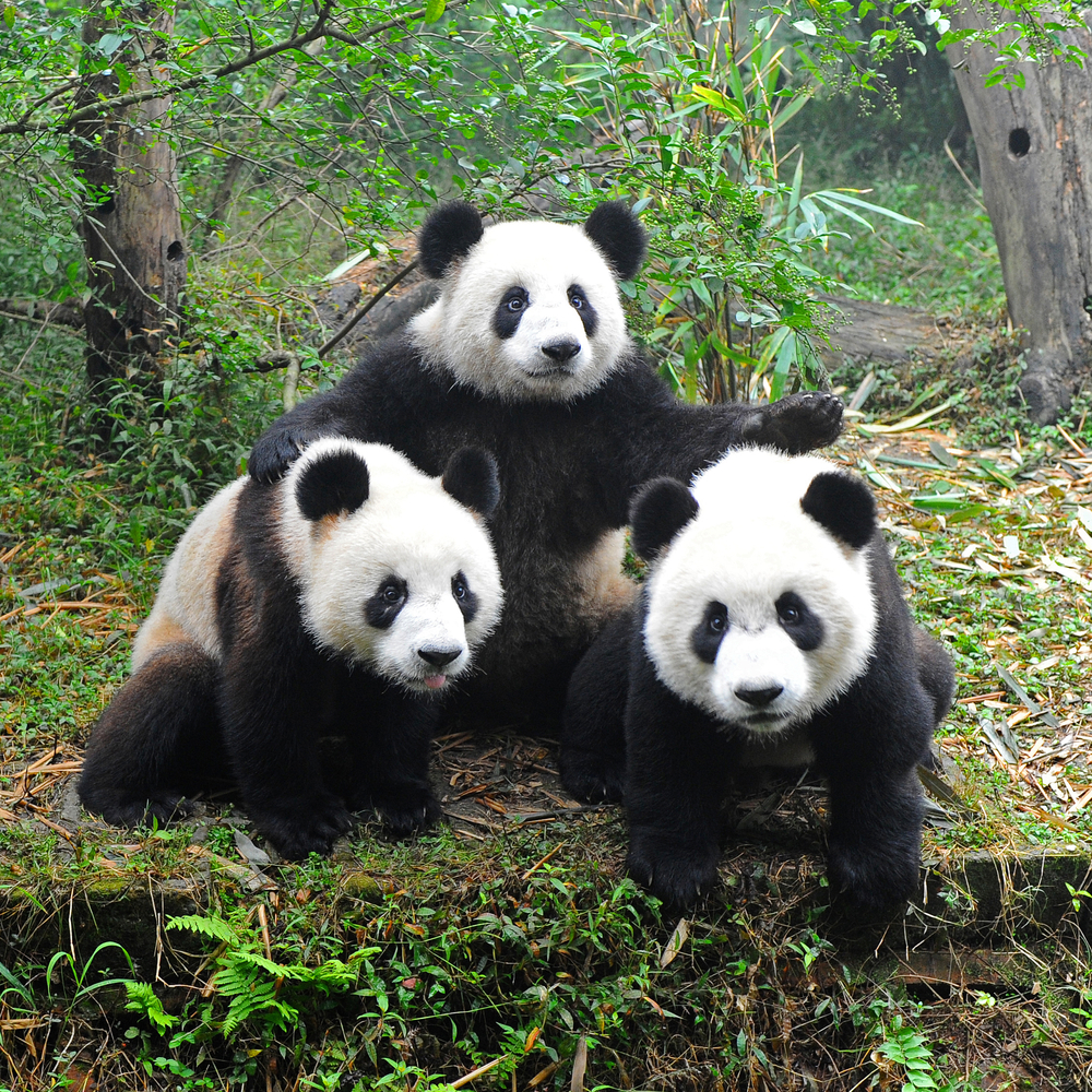 Resultado de imagen para pandas