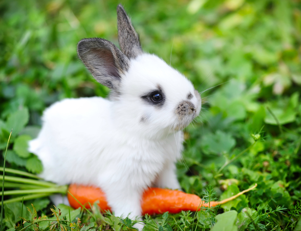 The Differences Between Rabbits and Hares