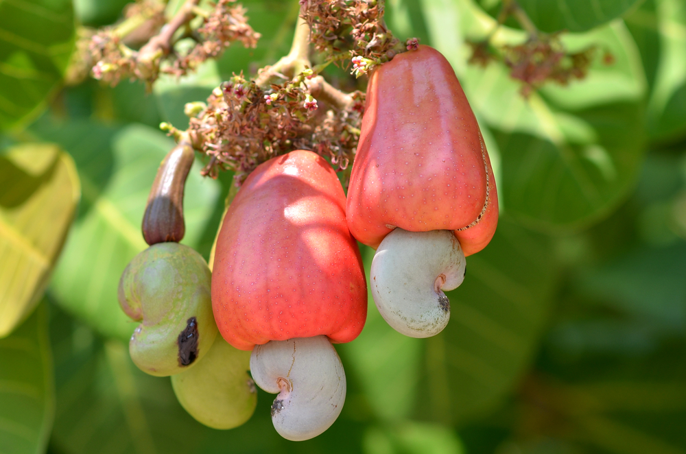 Why Cashew Nuts Are One Of The Most Expensive Nuts On The Market ...
