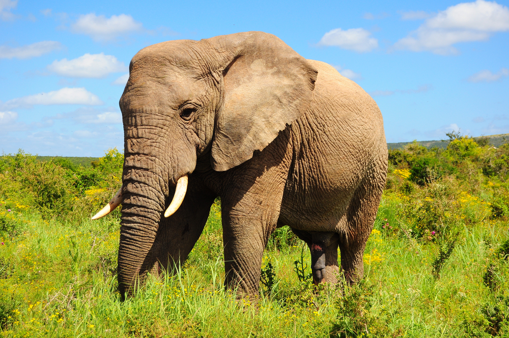 Hedendaags The Skin of an African Elephant OW-46