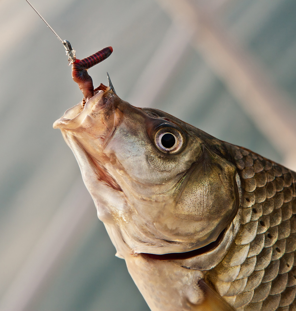 Do Fish Really Like Eating Earthworms?