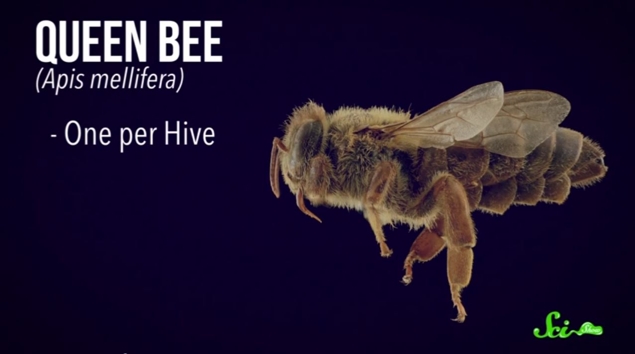 How Bees Make Queens