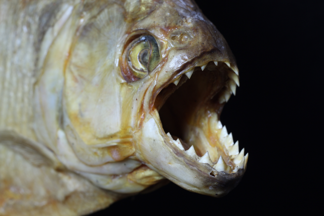 stuffed piranhas