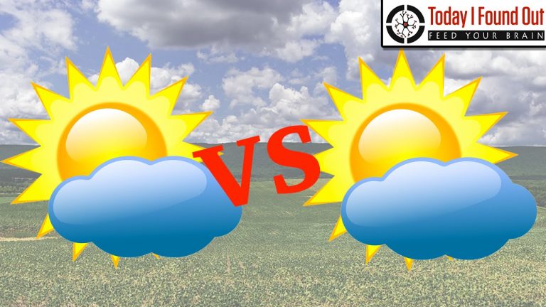 Cloudy can-humans-eat-dog-and-cat-food