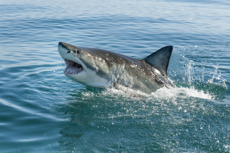 Can Sharks Really Grow an Unlimited Number of Teeth?