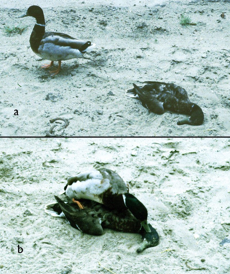 June 5th The Curious Case of Dead Duck Day