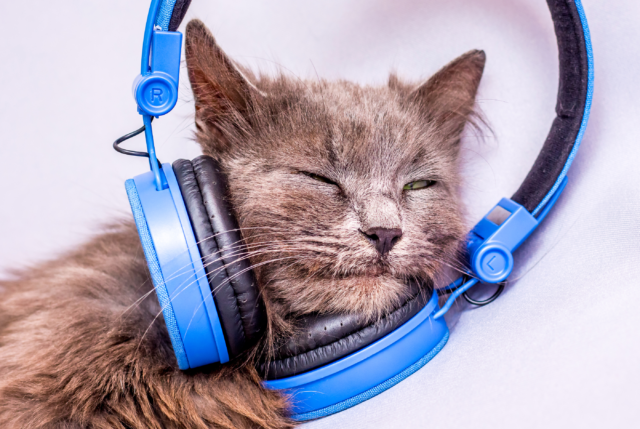Do Dogs and Cats Like It if You Leave the Radio or TV on When You Leave the House? Do Dogs and Cats Like It if You Leave the Radio or TV on When You Leave the House?